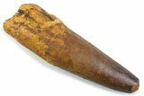 Real Spinosaurus Tooth - Robust Dinosaur Tooth #373990-1